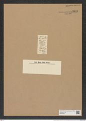 Asterolampra stellulata Grev. (de-Toni-Nr.: Genus 235, Species 5650) Zeichnungen Sammlung Grunow Nr. 9636 (NHMW-BOT-W0379567)